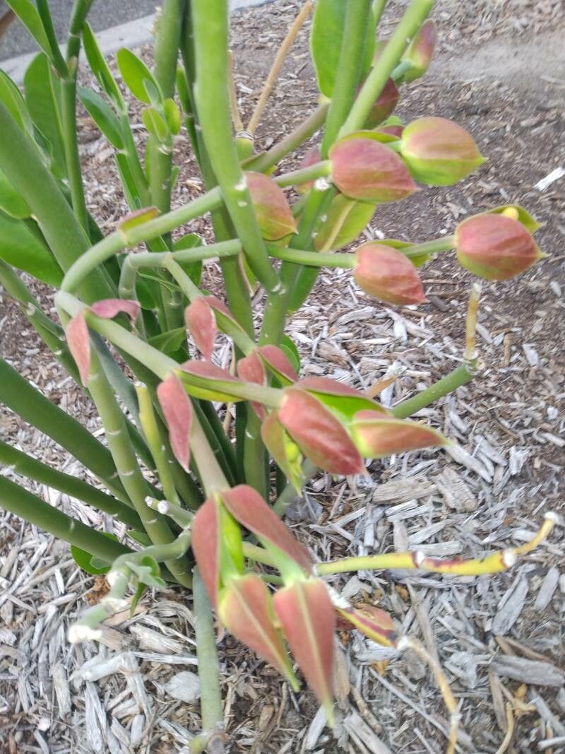 Euphorbia bracteata flower