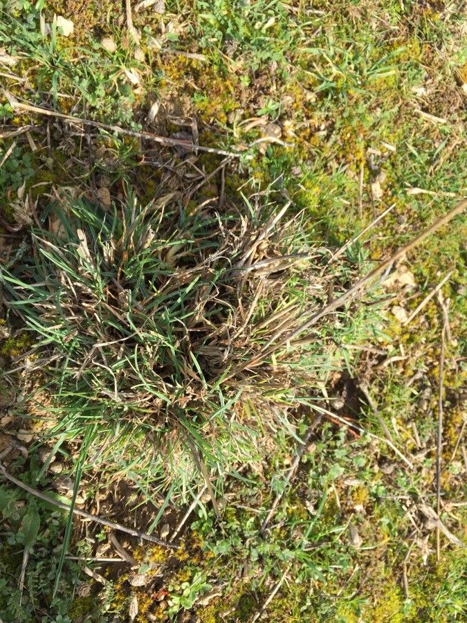 Festuca heteromalla — search result for 'Festuca'