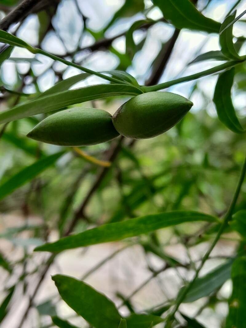 Secamone ligustrifolia fruit