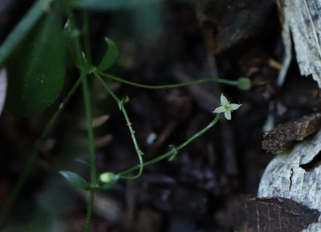 Galium niewerthii flower