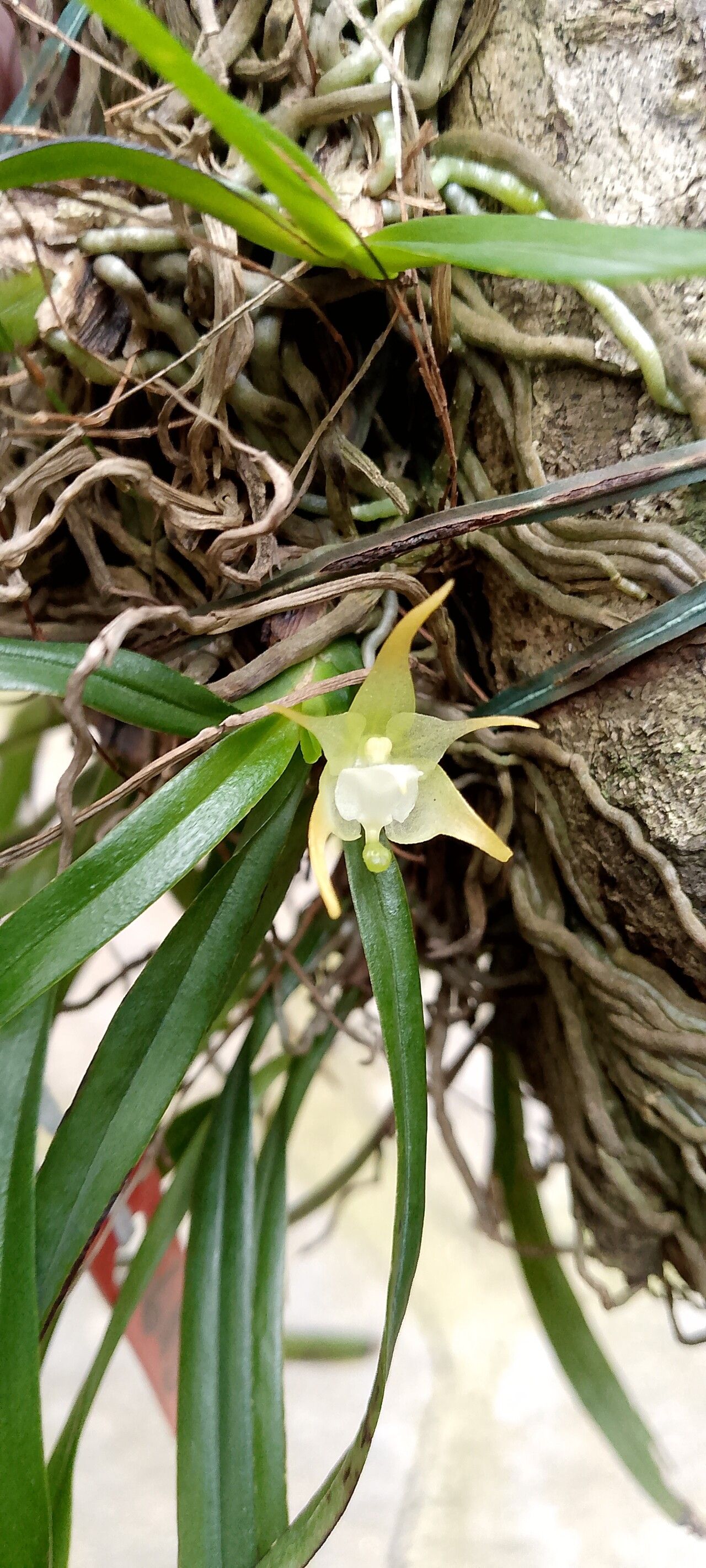 Aeranthes parvula — houseplant care guide