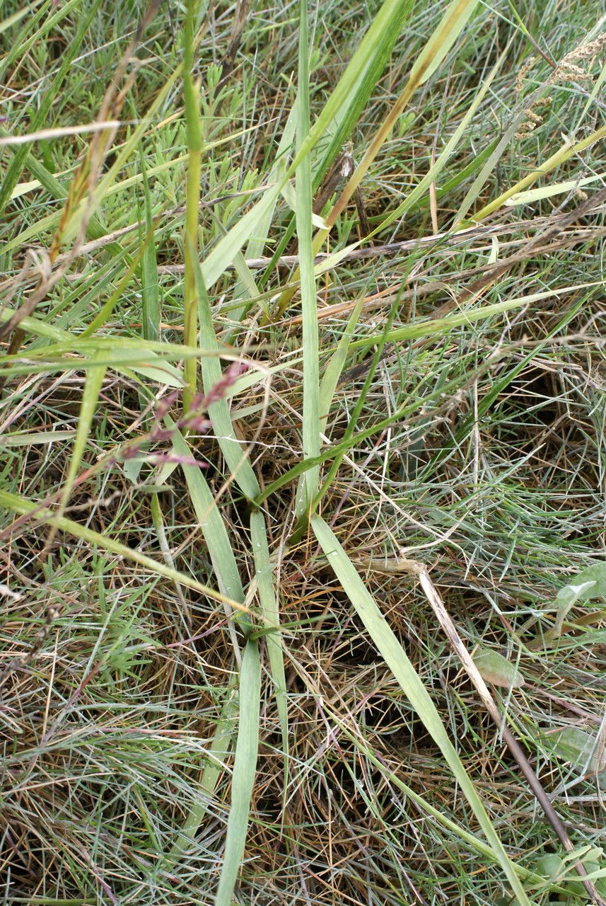 Spartina x townsendii leaf