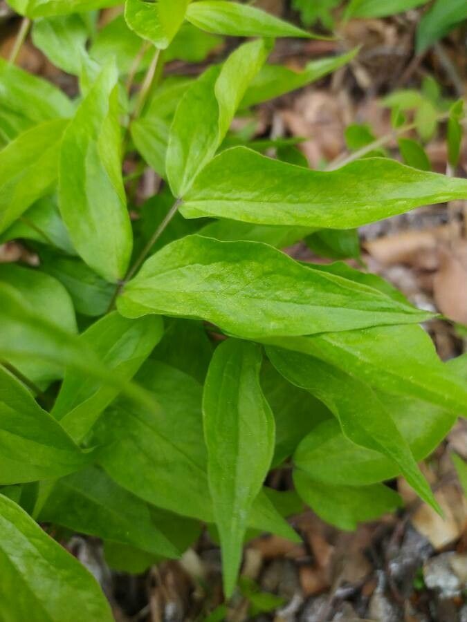 Lathyrus vernus leaf