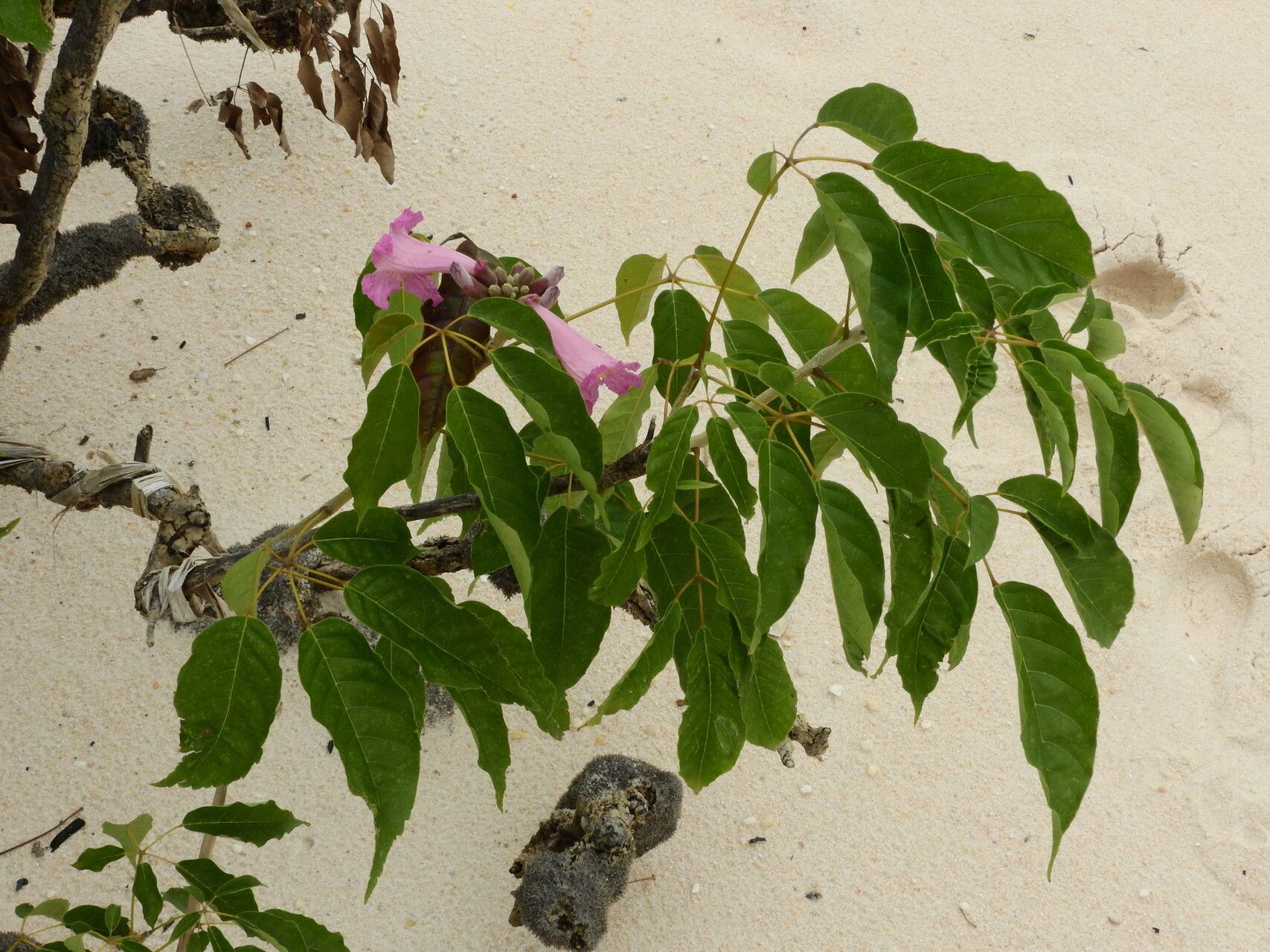 Handroanthus barbatus habit
