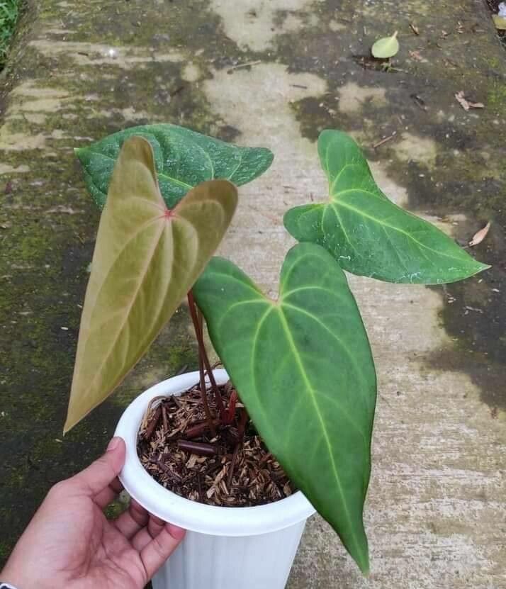 Anthurium papillilaminum — houseplant care guide