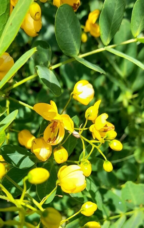 Senna subulata flower