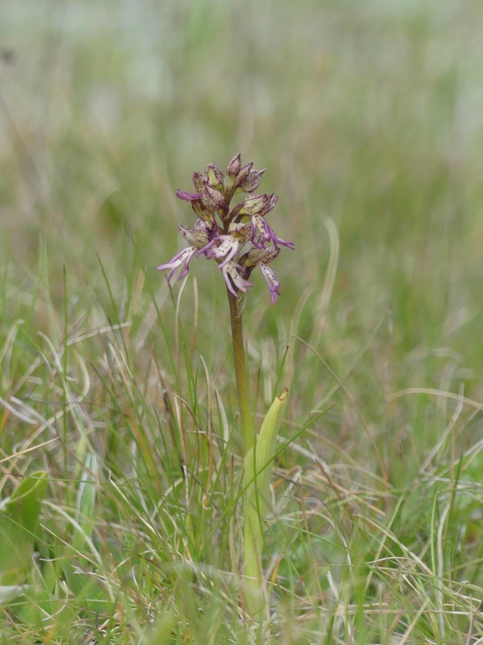 Orchis x meilsheimeri habit