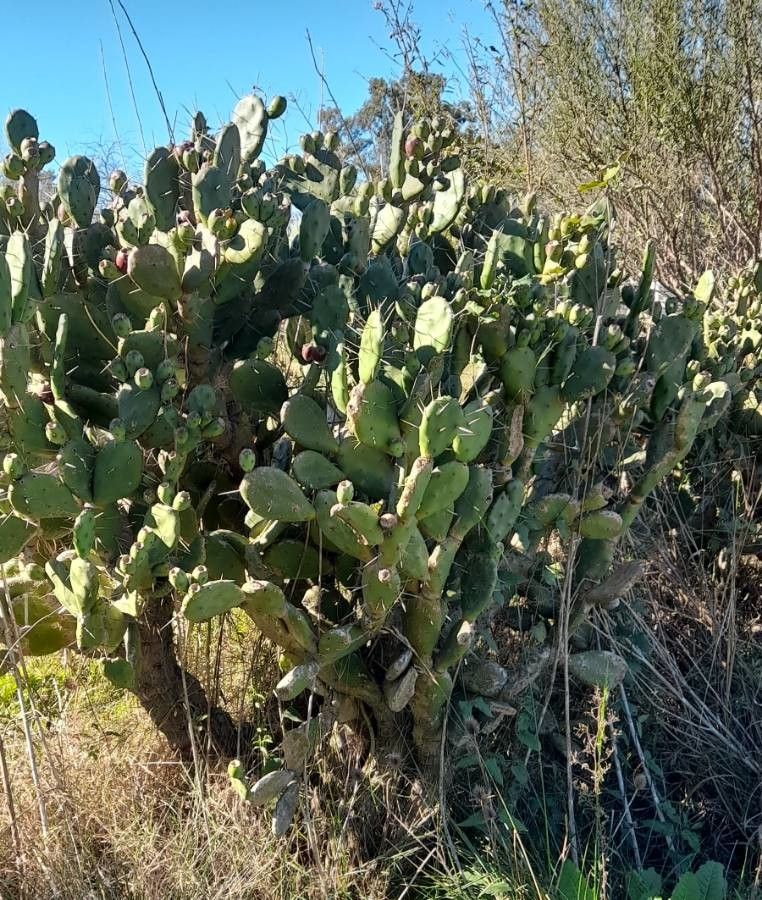 Opuntia bonaerensis habit