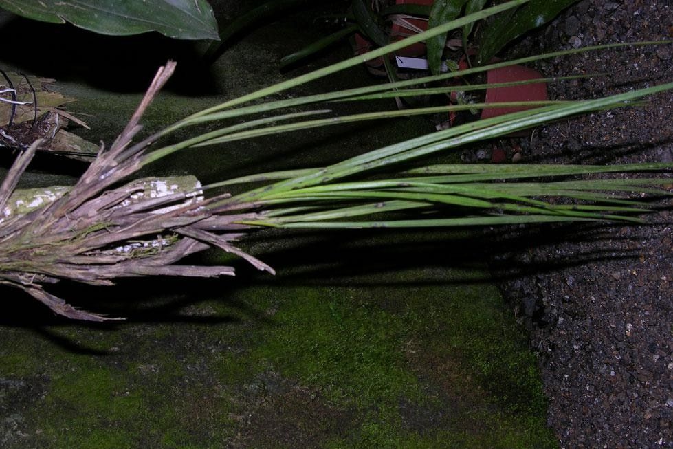 Maxillaria lueri — houseplant care guide