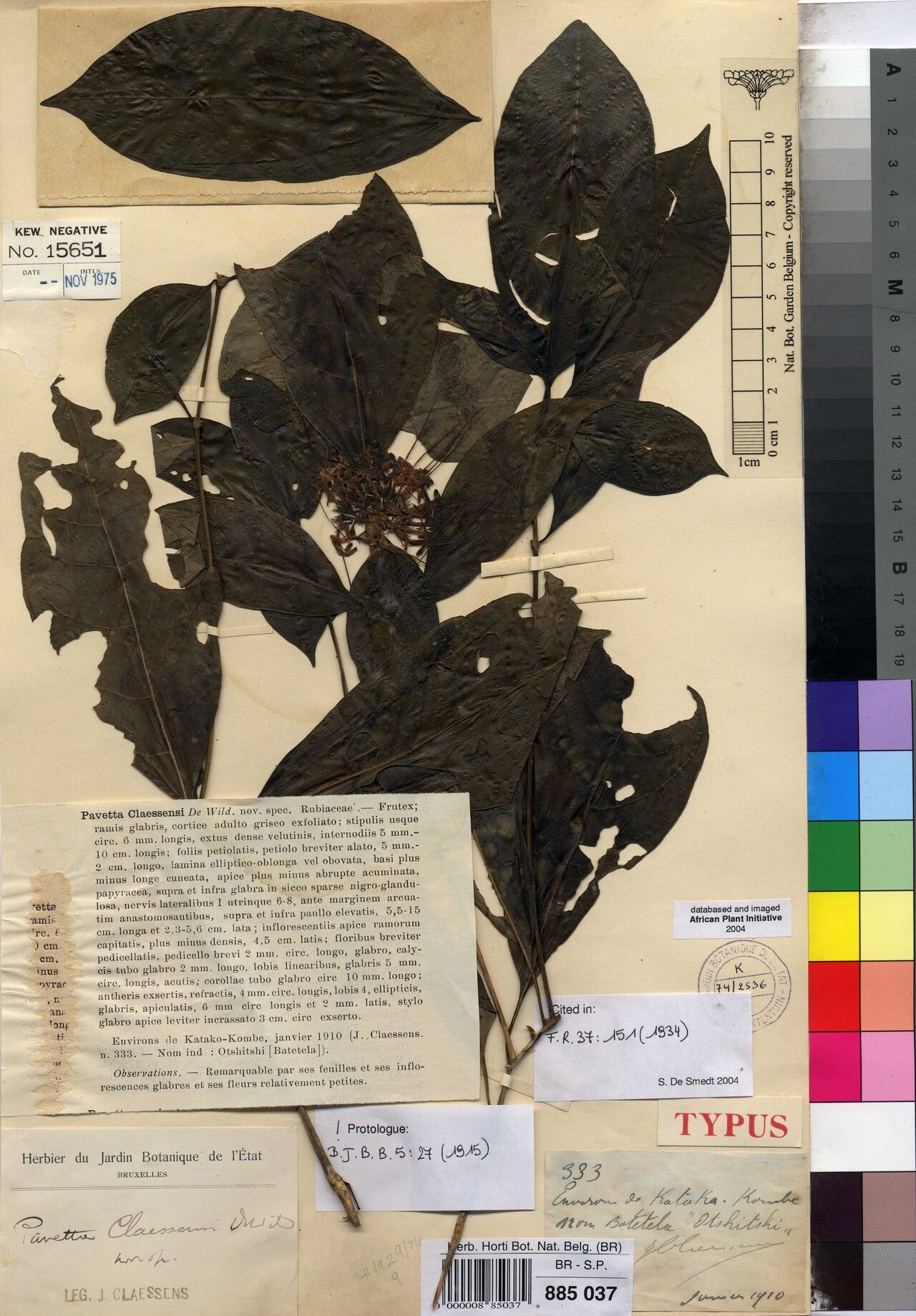 Pavetta claessensii — houseplant care guide