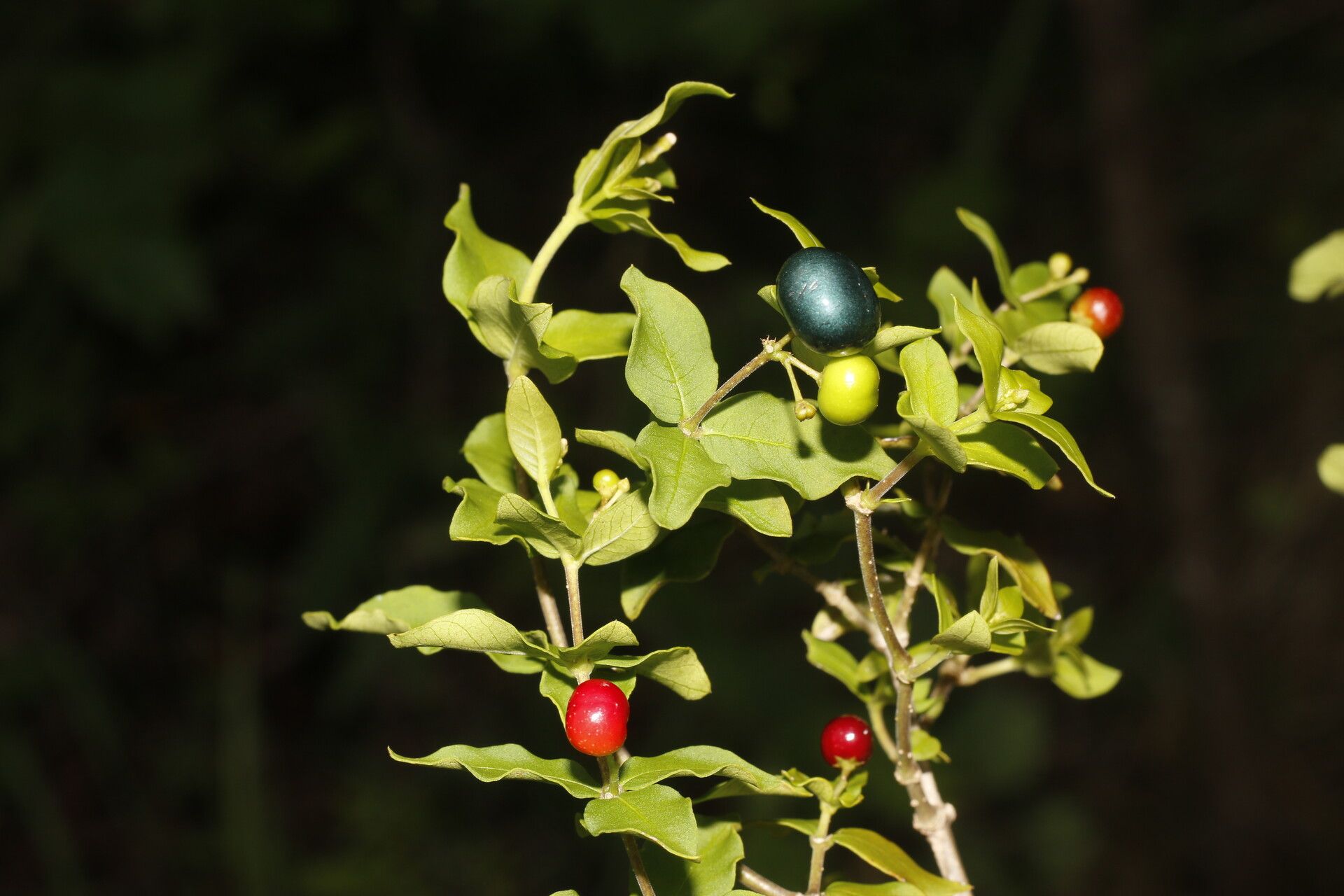 Rauvolfia ligustrina fruit