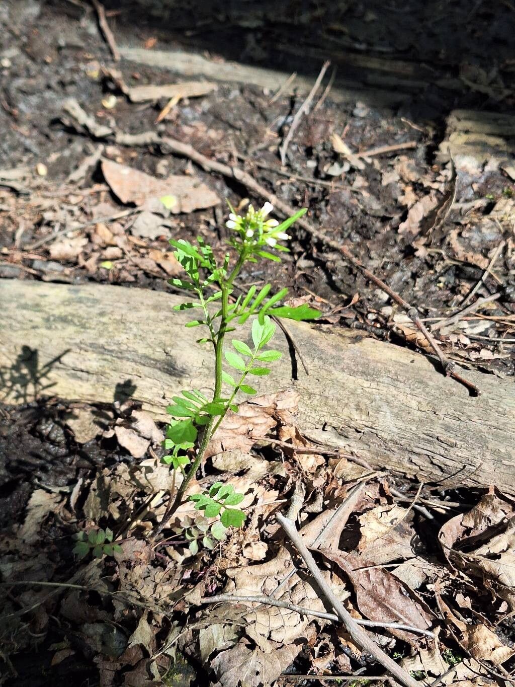 Cardamine pensylvanica habit