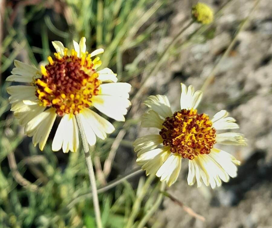 Helenium radiatum flower