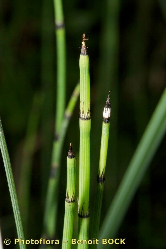 Equisetum × trachyodon — search result for 'Equisetum'
