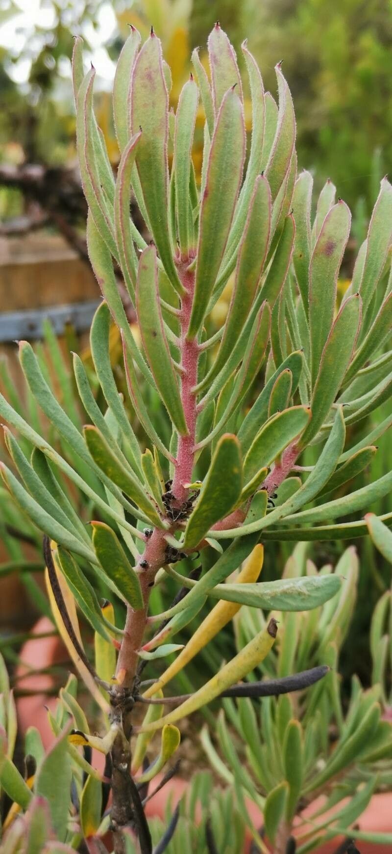 Protea canaliculata — search result for 'Protea'