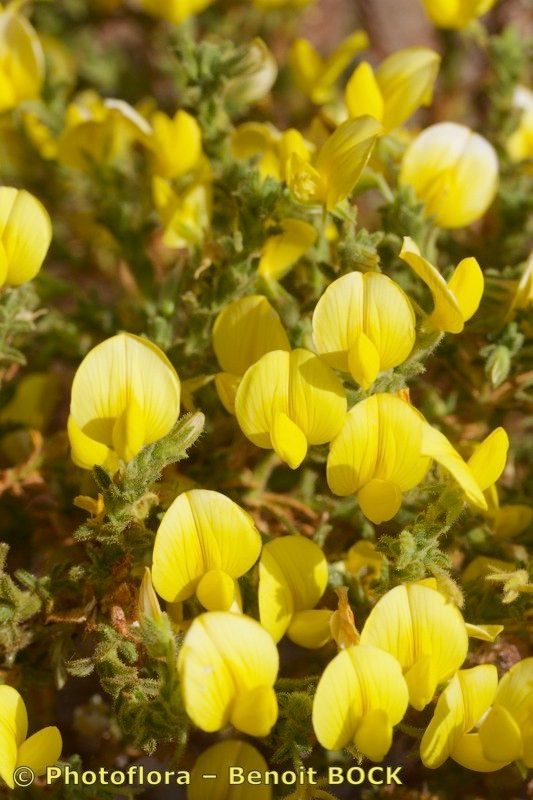 Ononis angustissima fruit