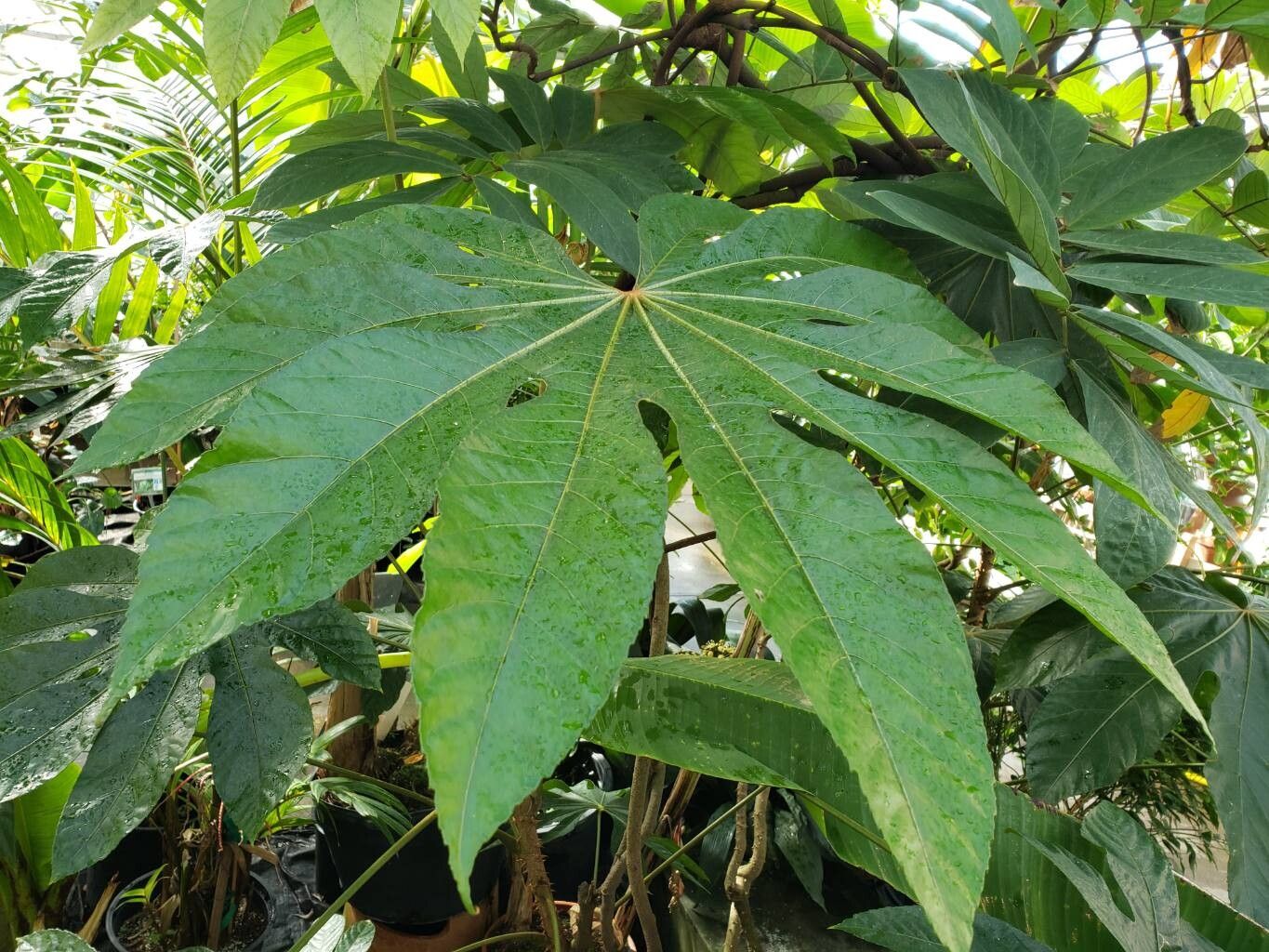 Trevesia sundaica — search result for 'Aralia'