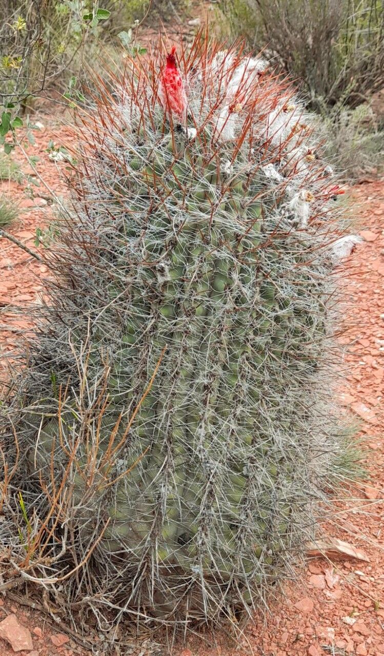 Denmoza rhodacantha habit