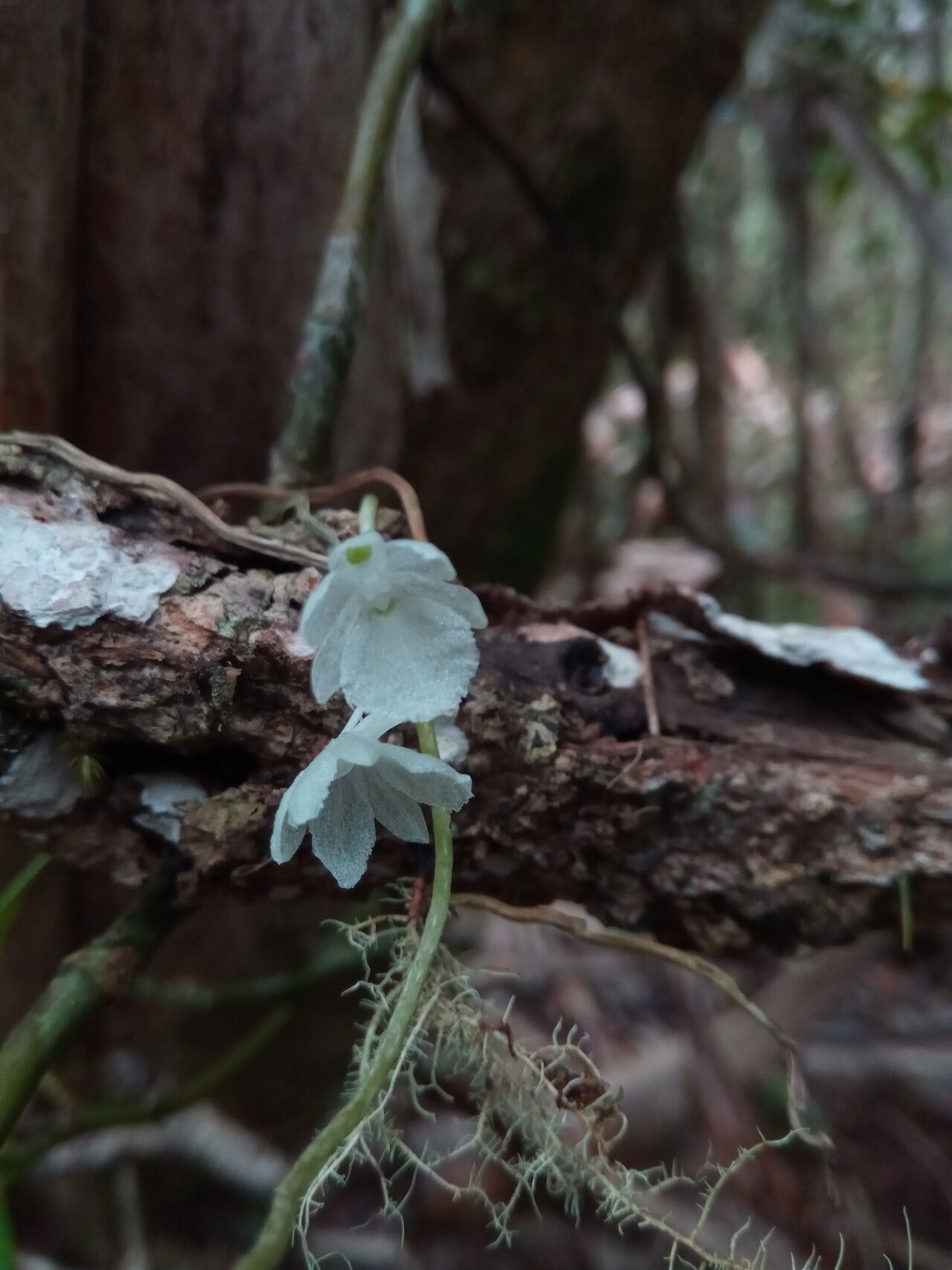 Microcoelia macrantha flower