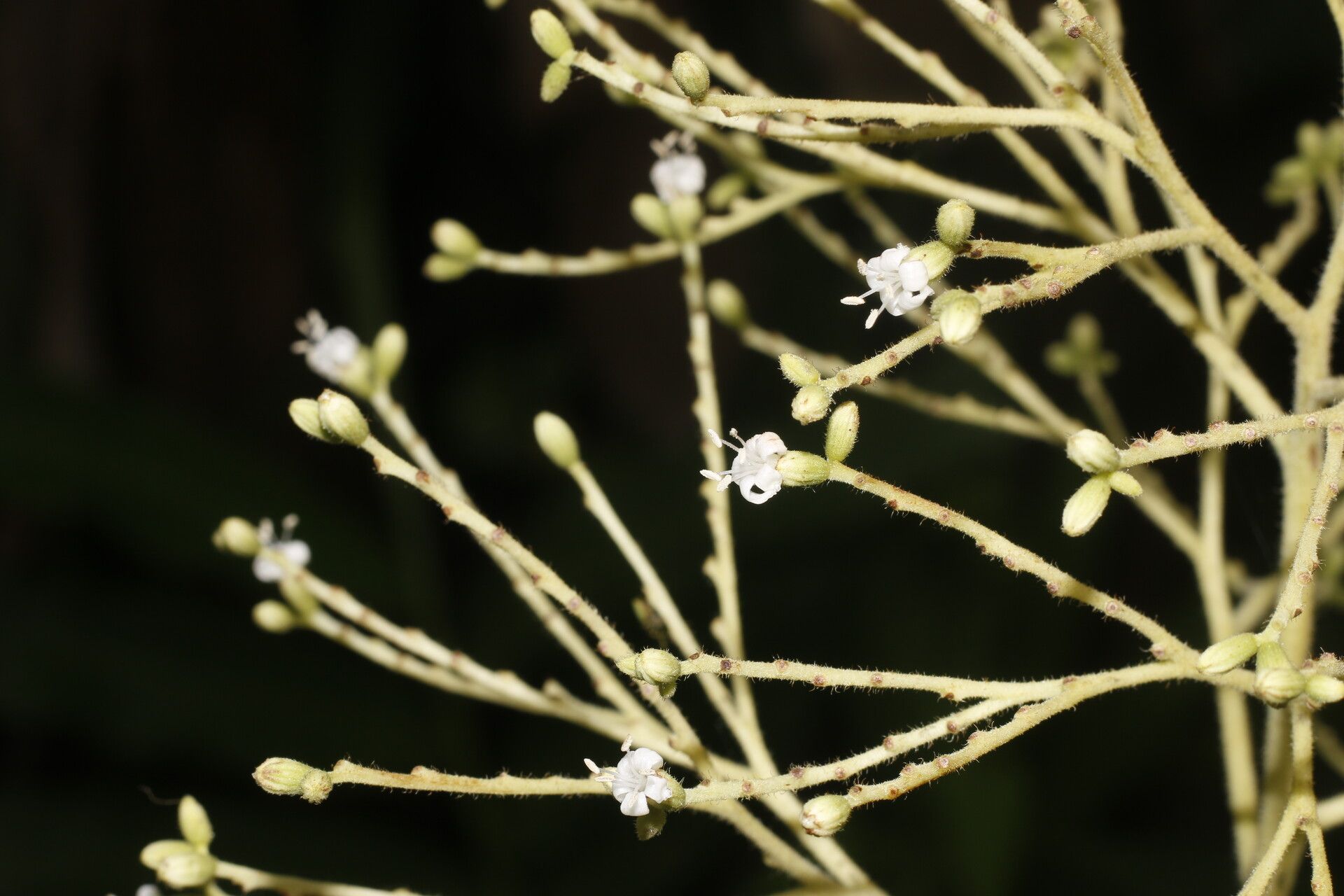 Cordia diversifolia flower