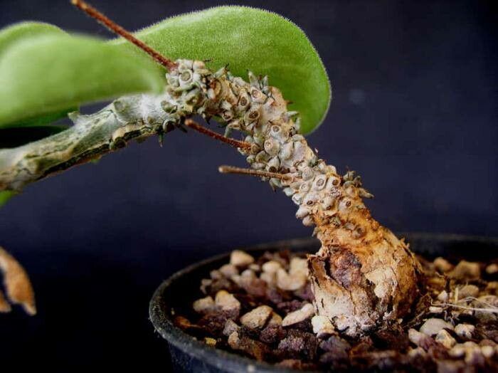 Tylecodon ellaphieae habit