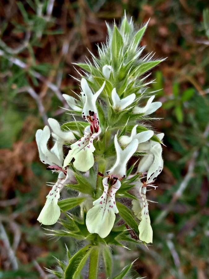 Stachys ocymastrum flower