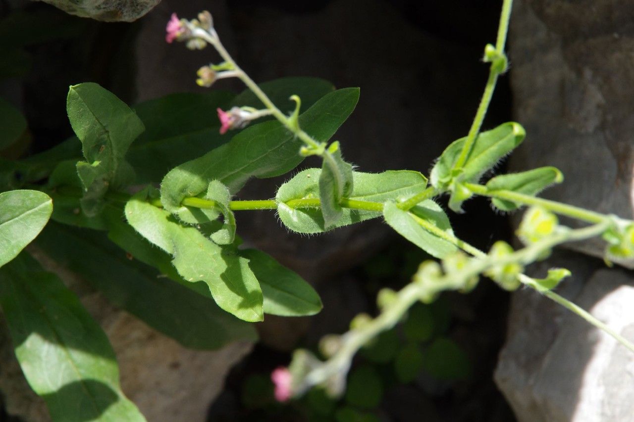 Cynoglossum pustulatum habit