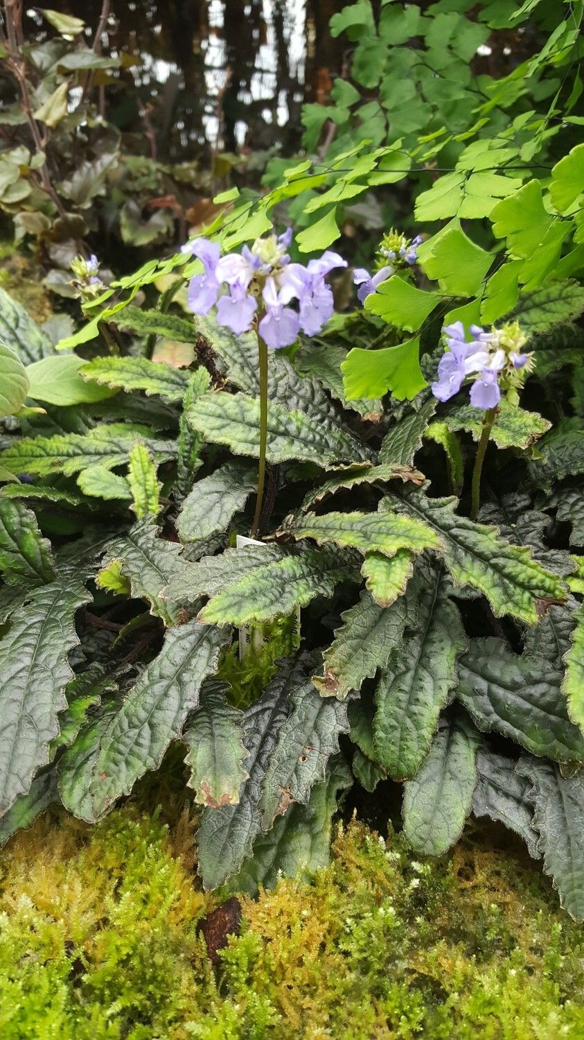 Plectranthus rosulatus habit