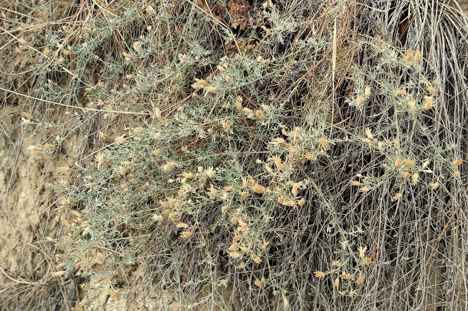Centaurea sakarensis fruit