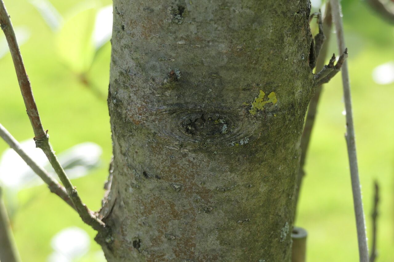 Sorbus thibetica bark
