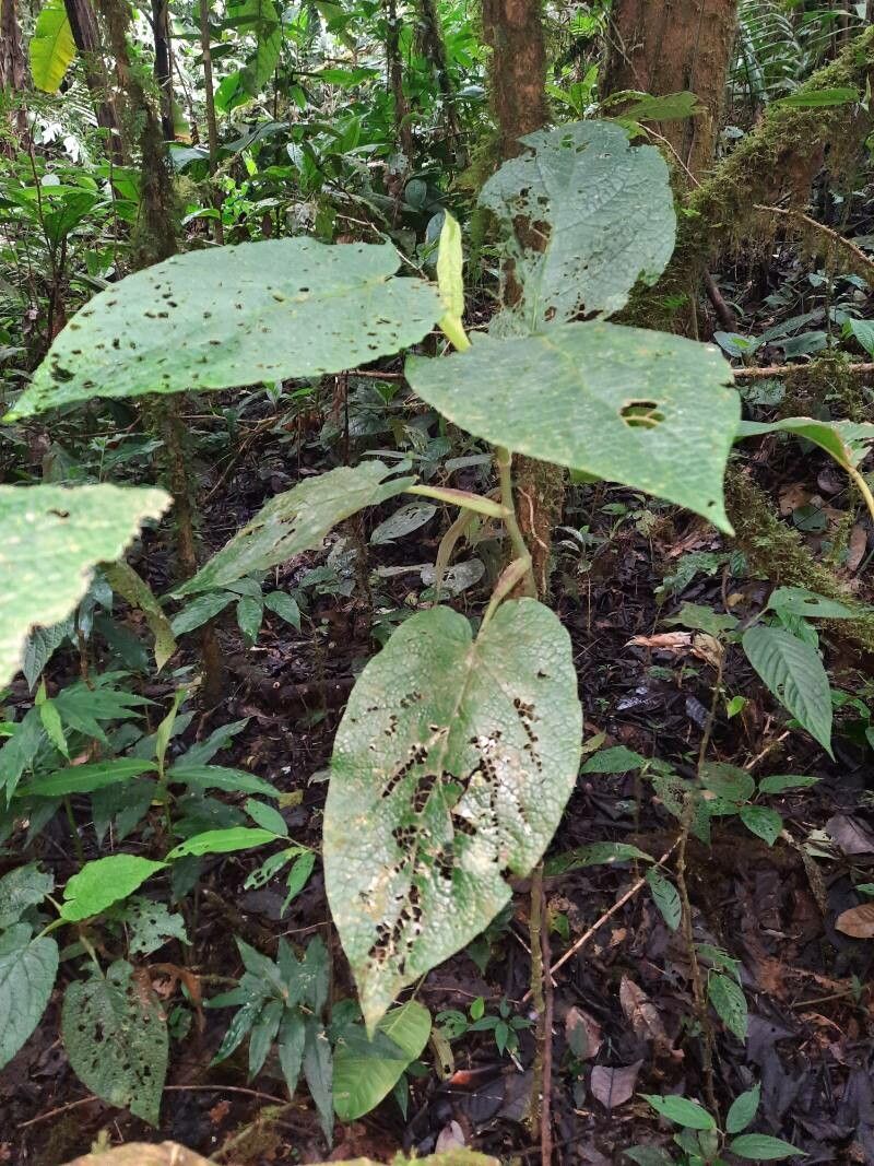 Piper fimbriulatum — search result for 'Piperaceae'