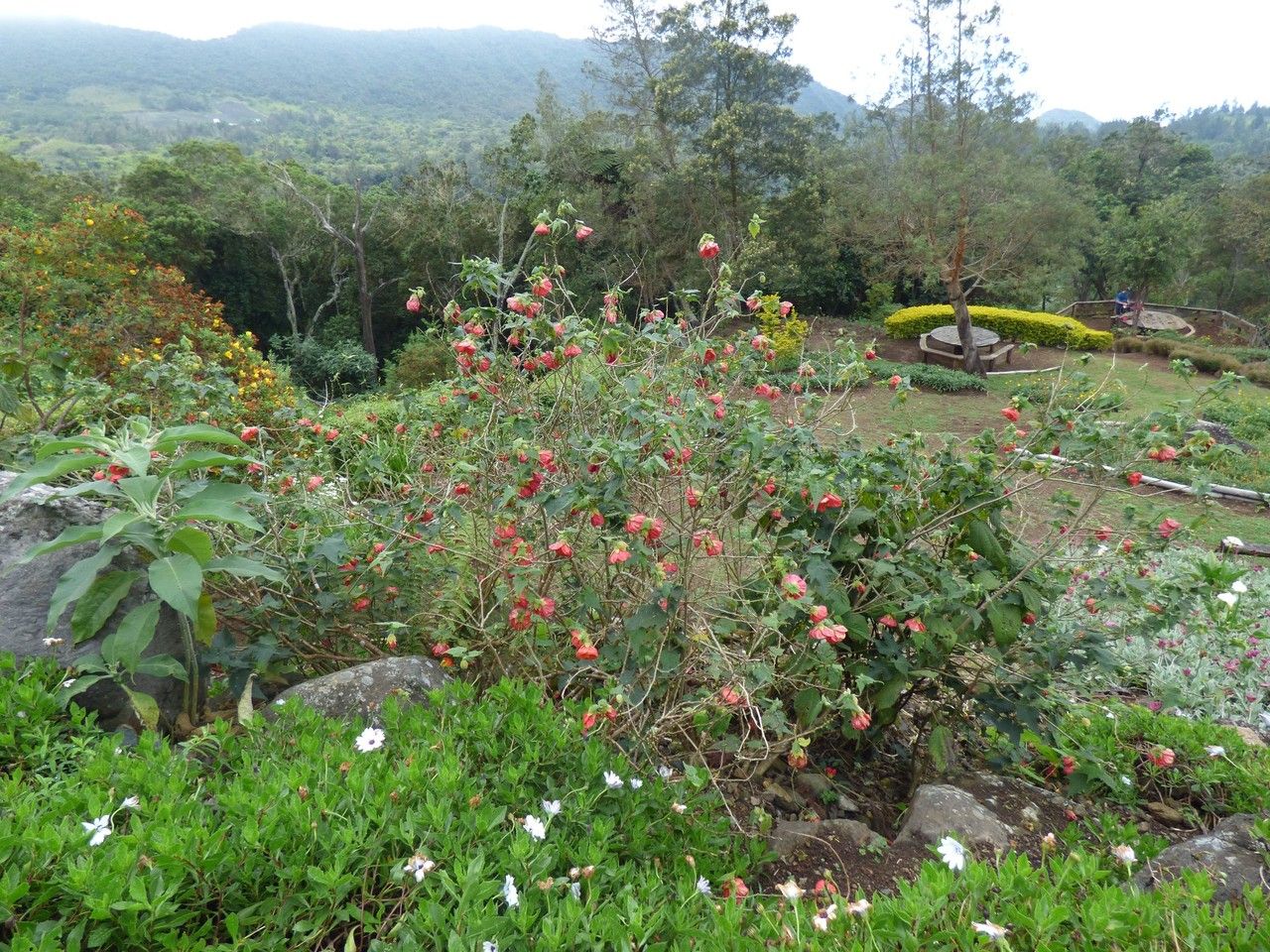 Abutilon striatum habit