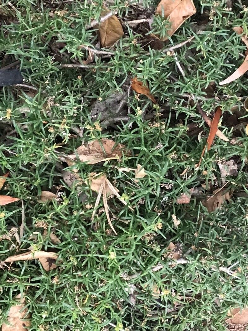 Delosperma herbeum — houseplant care guide