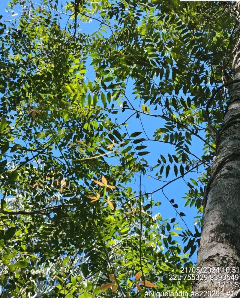 Cardiopetalum calophyllum — search result for 'Calophyllum'