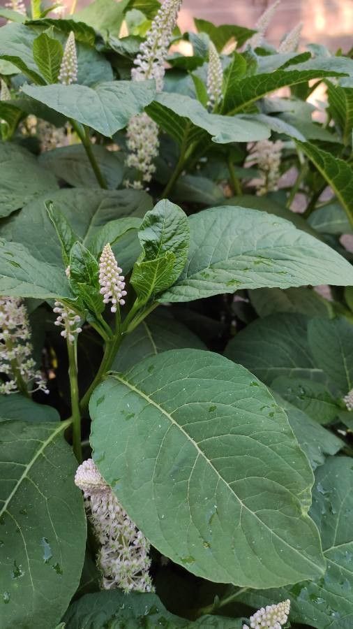 Phytolacca esculenta — houseplant care guide