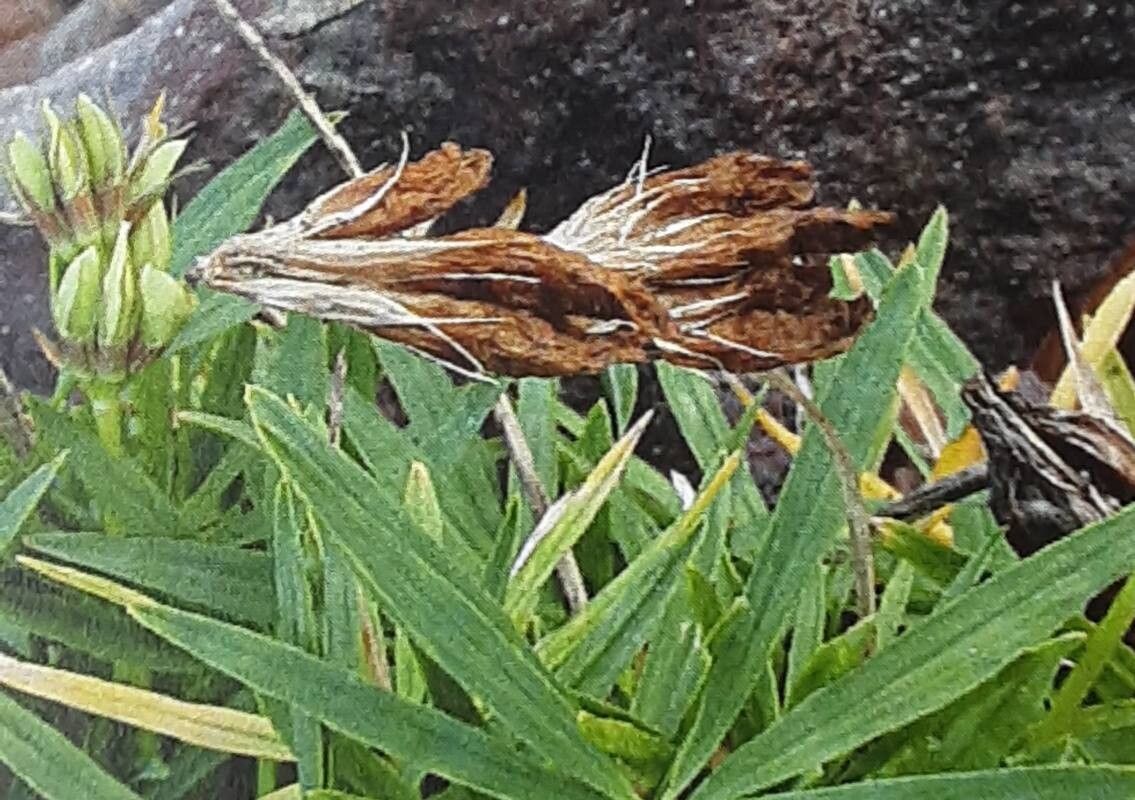 Trifolium polyphyllum fruit