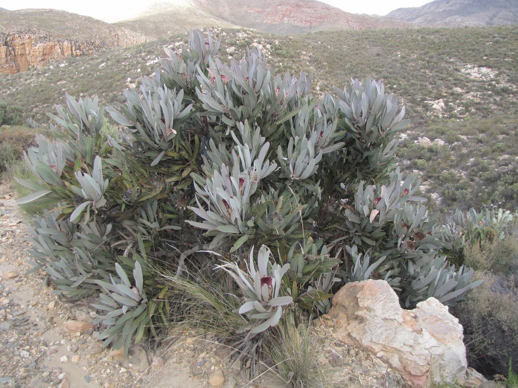 Protea lorifolia habit