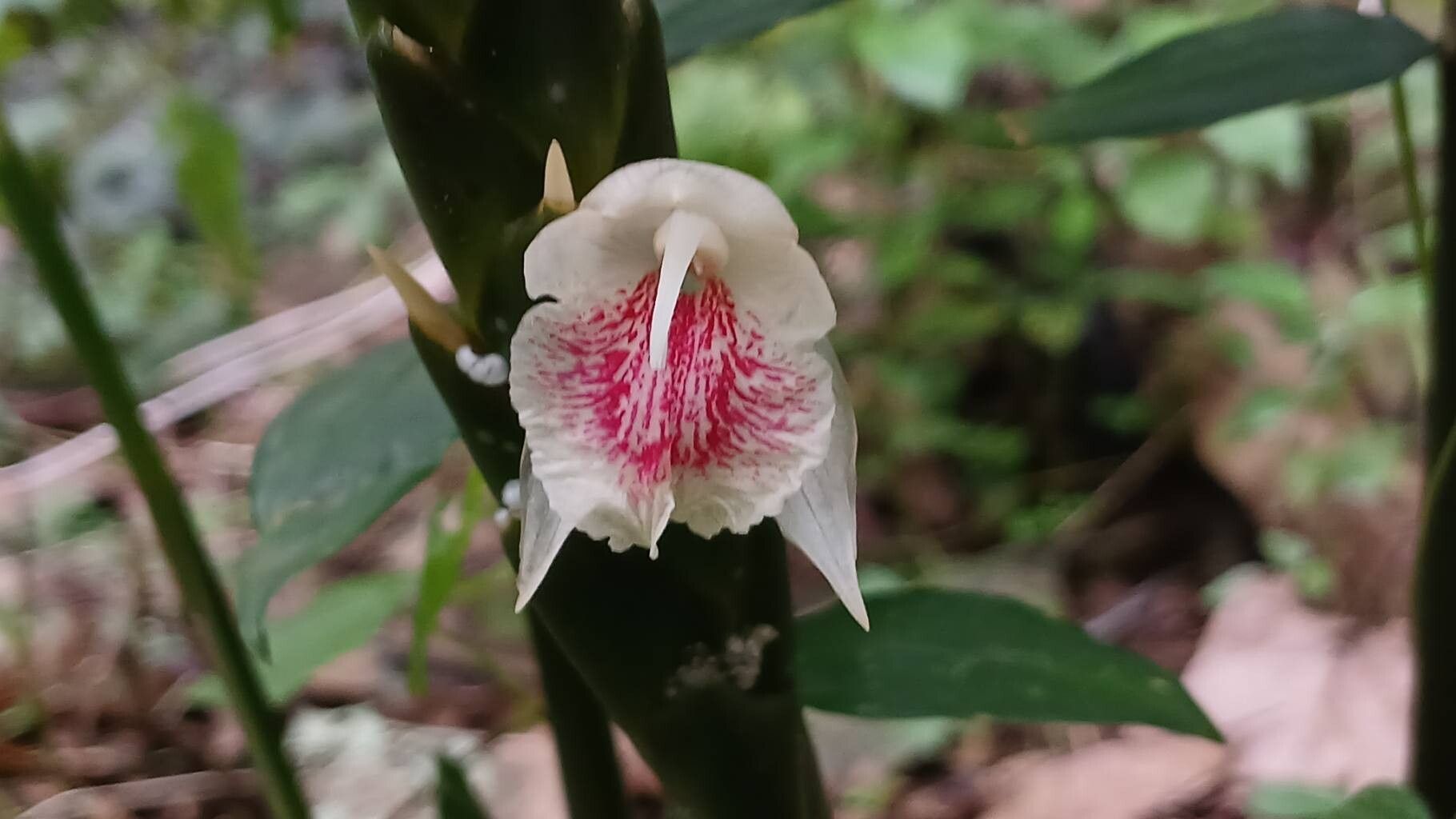 Zingiber anamalayanum