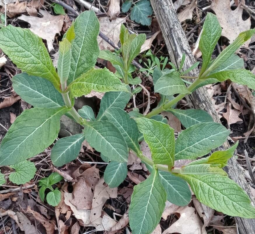 Triosteum aurantiacum leaf