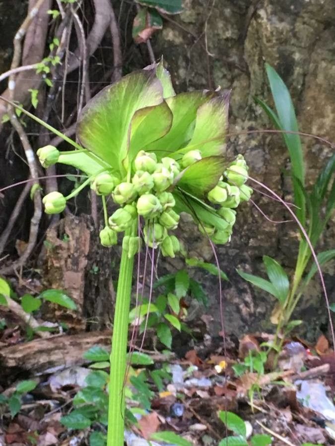 Tacca leontopetaloides flower