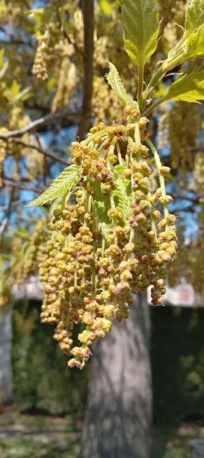 Quercus castaneifolia flower