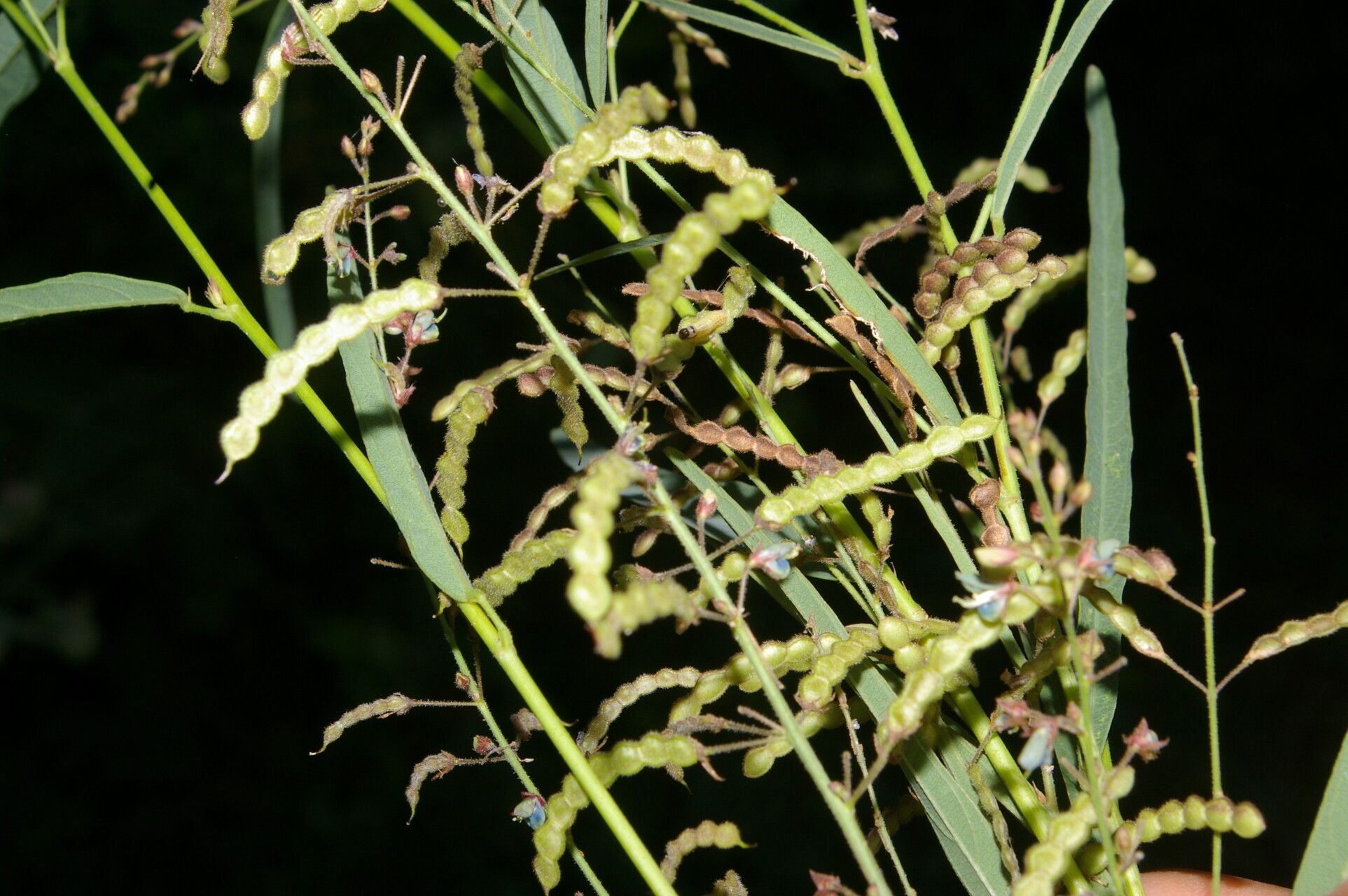 Desmodium angustifolium fruit