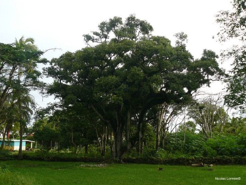 Planchonella lifuana habit