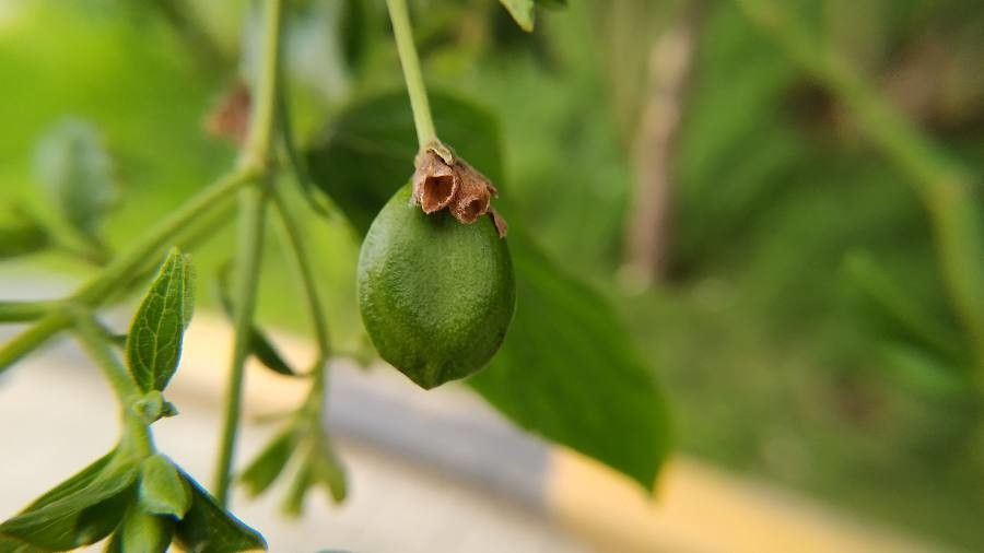Nyctanthes arbor-tristis fruit