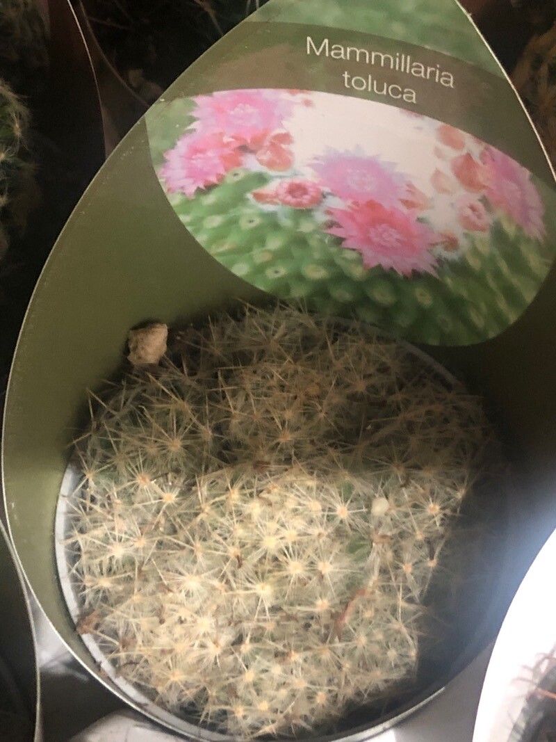 Mammillaria polythele — unique fruits houseplant