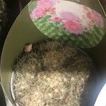 Mammillaria polythele