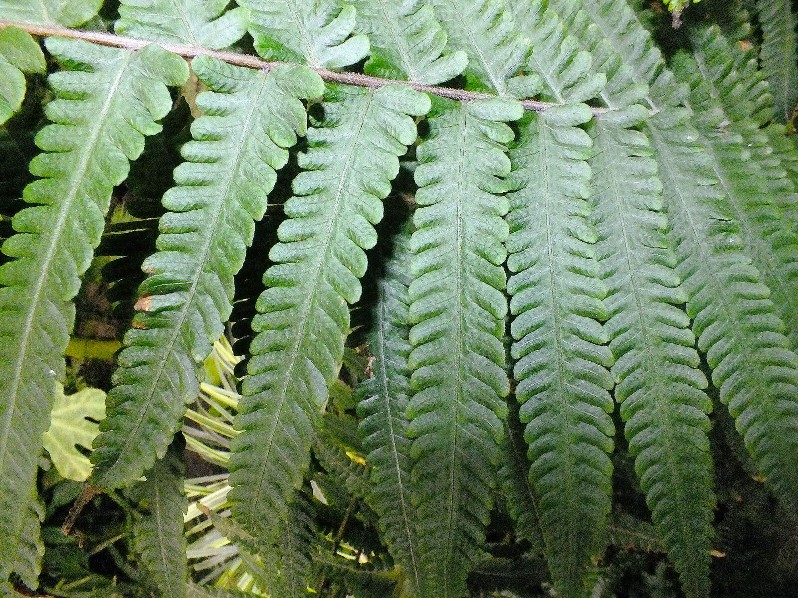 Thelypteris dentata leaf