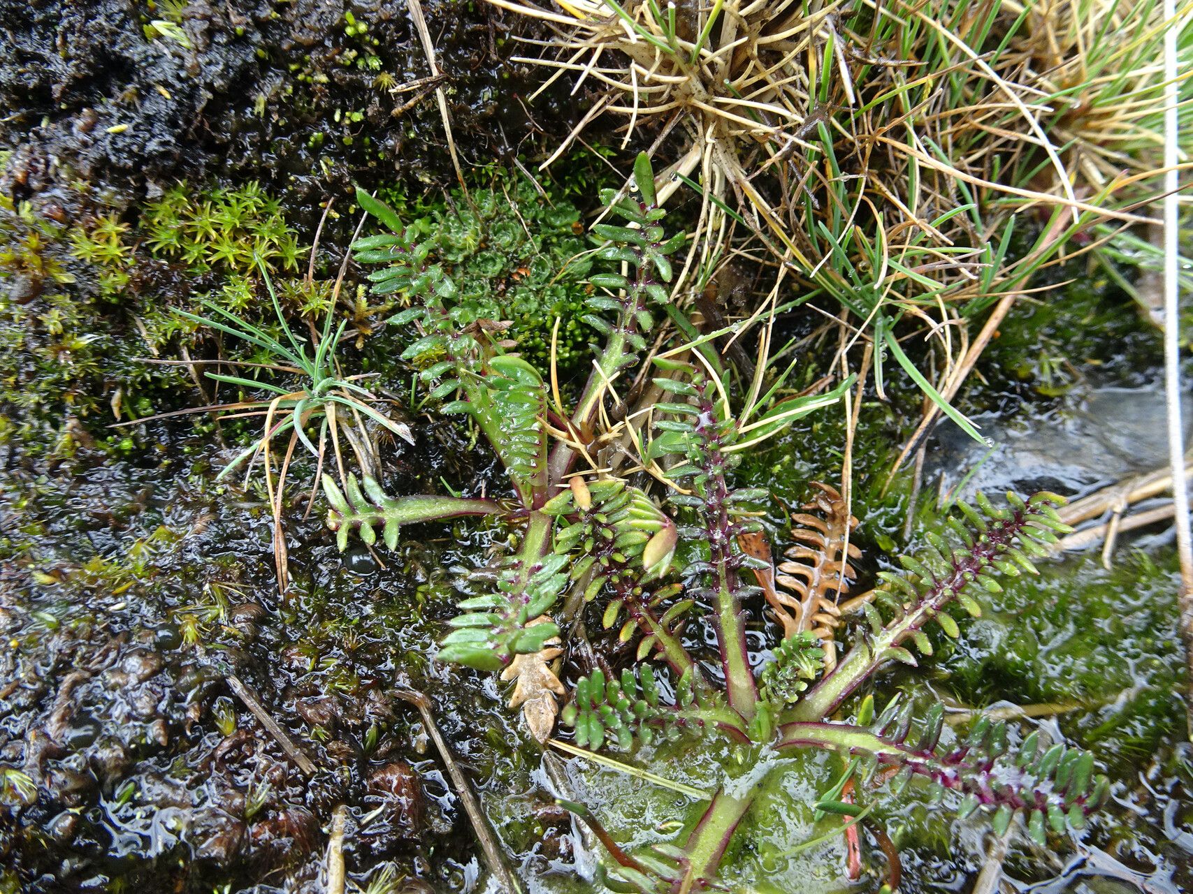 Werneria pinnatifida — houseplant care guide