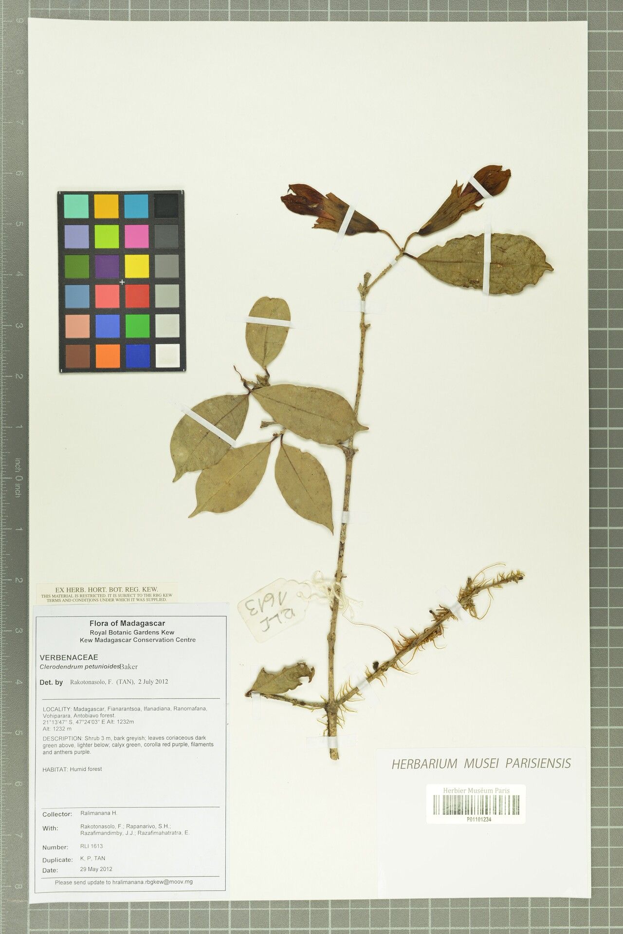 Clerodendrum petunioides — houseplant care guide