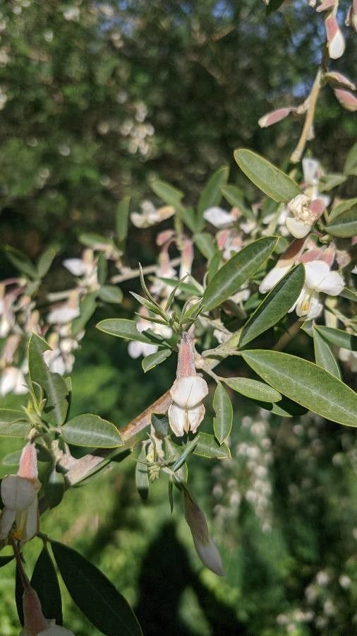 Chamaecytisus proliferus flower